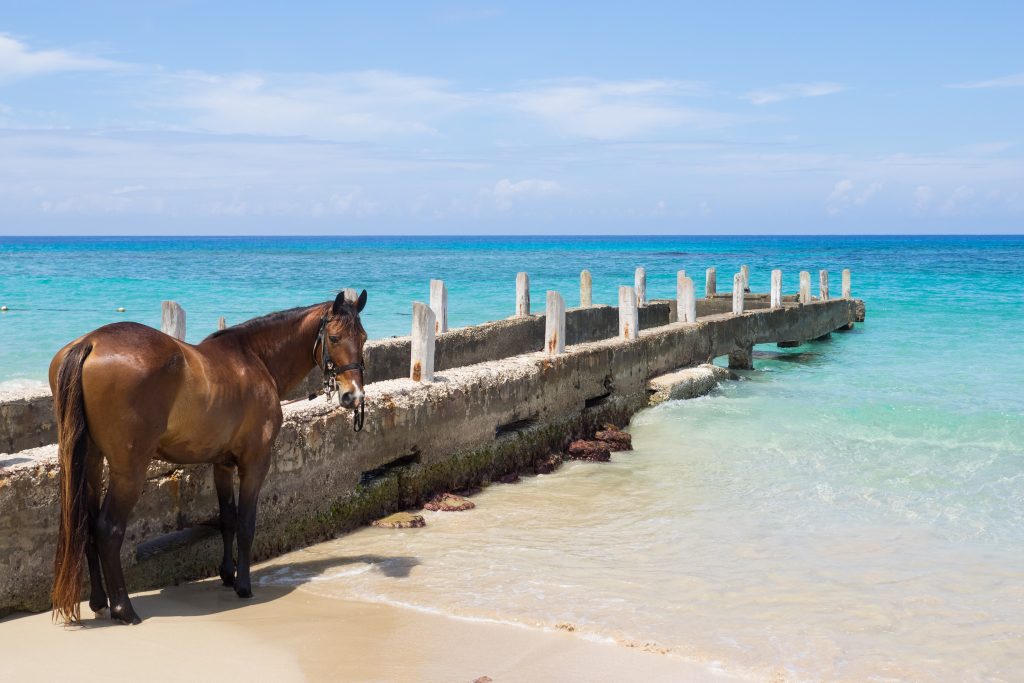 Un cheval près de la mer.