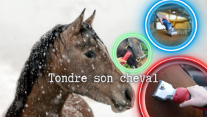 Tondre son cheval l'hiver