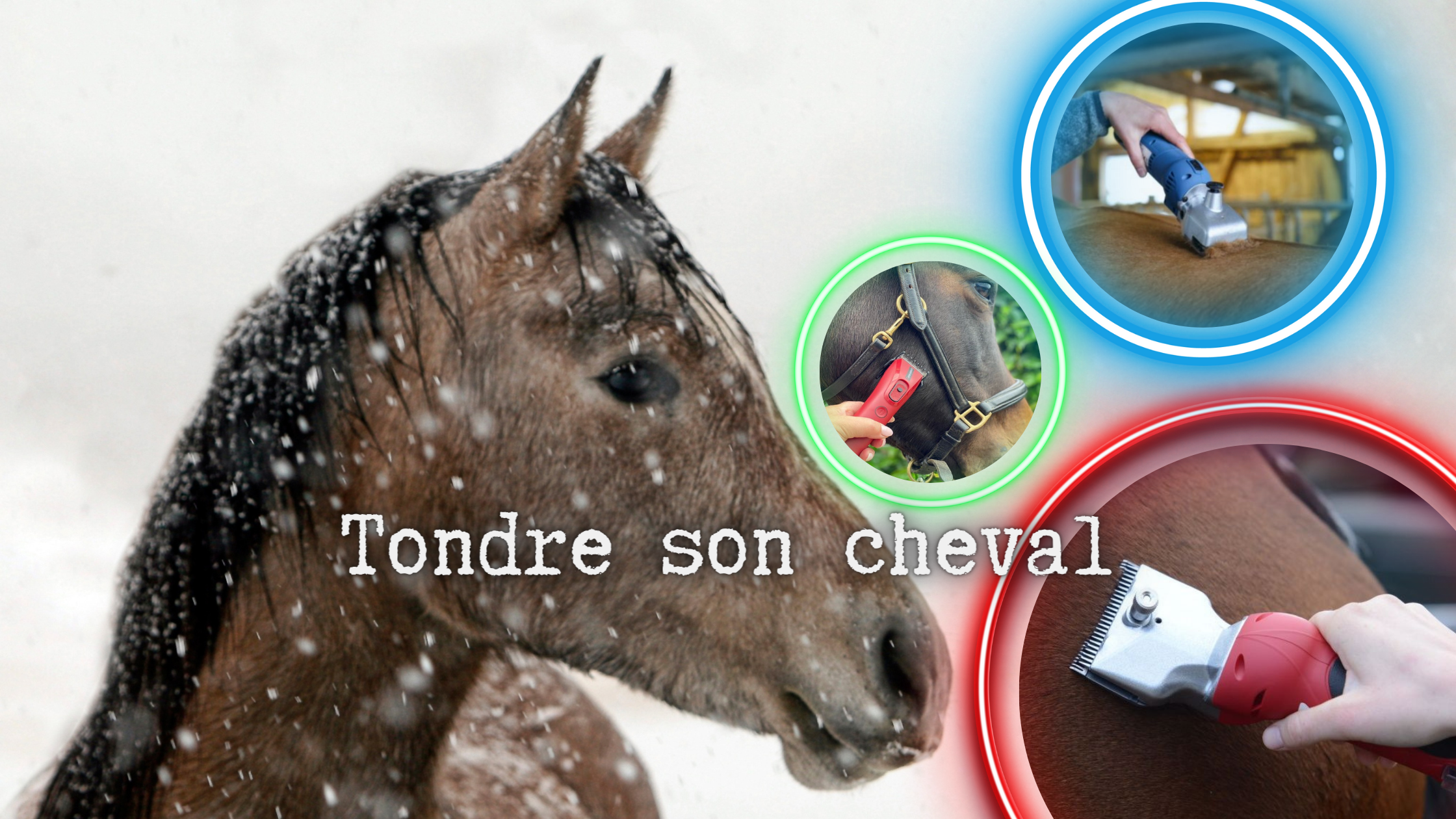 Read more about the article Tondre son cheval en hiver : astuces et conseils