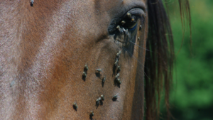 protéger son cheval des insectes volants