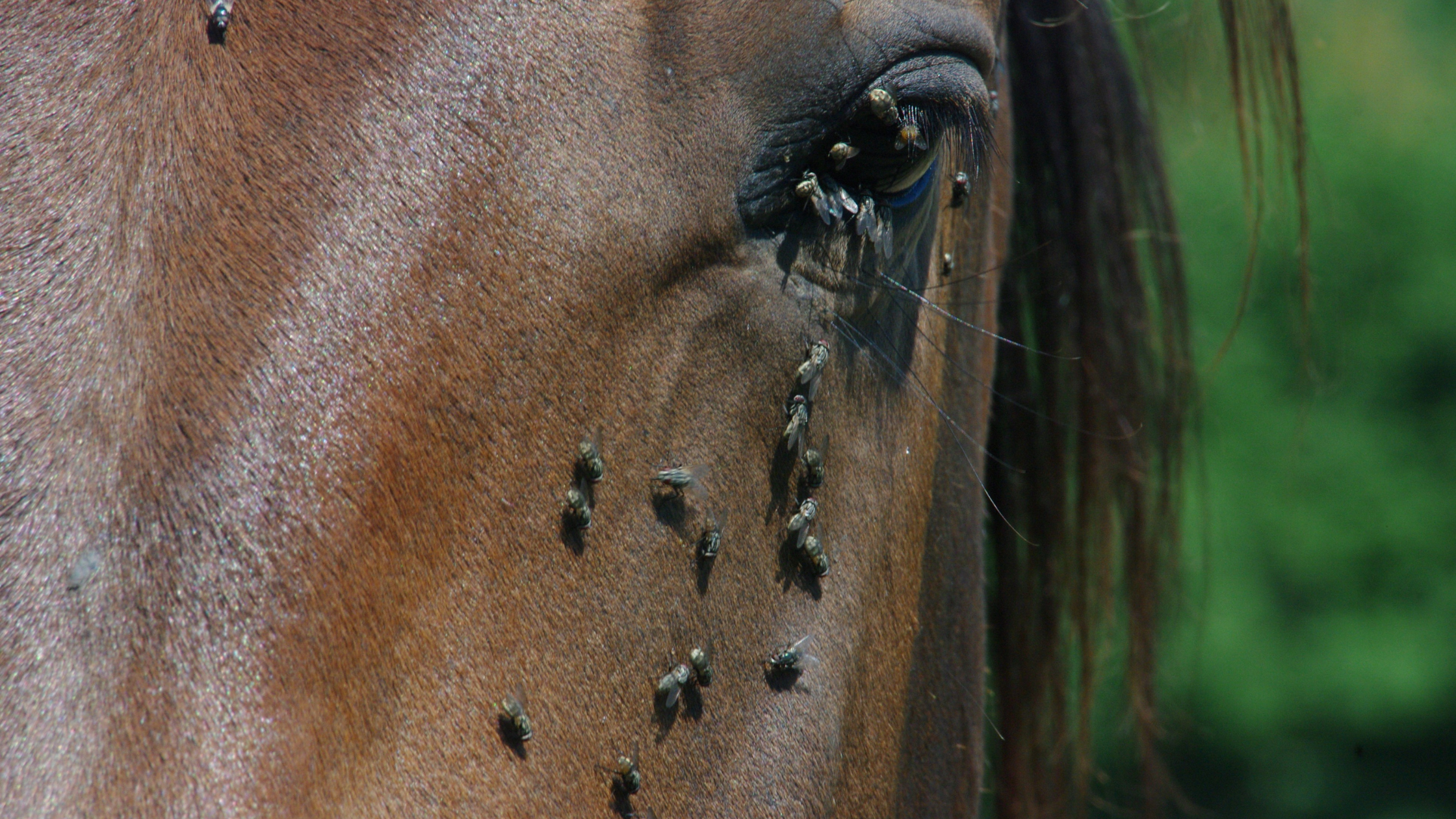 Lire la suite à propos de l’article Comment protéger mon cheval des insectes en été ?