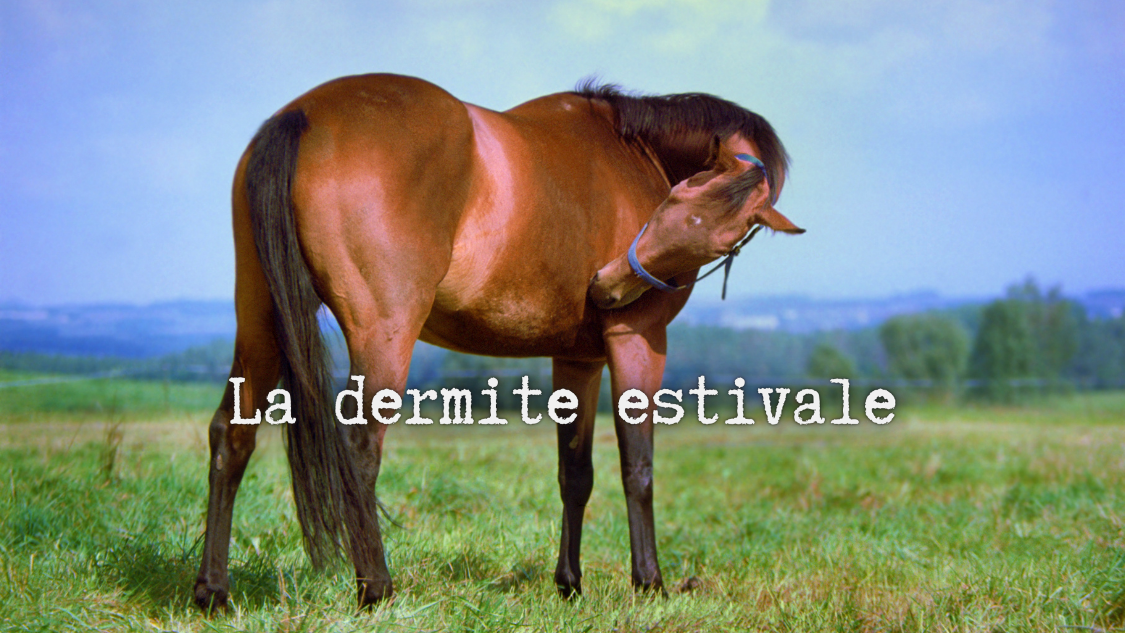 Read more about the article Dermite estivale du cheval : causes et traitements