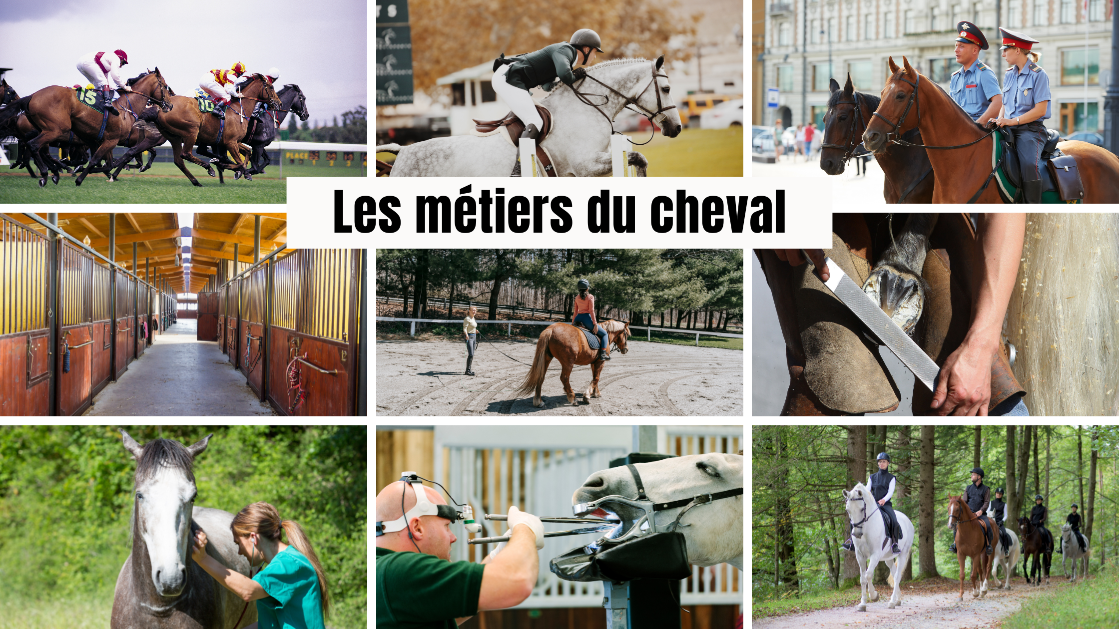 Read more about the article Les métiers du cheval