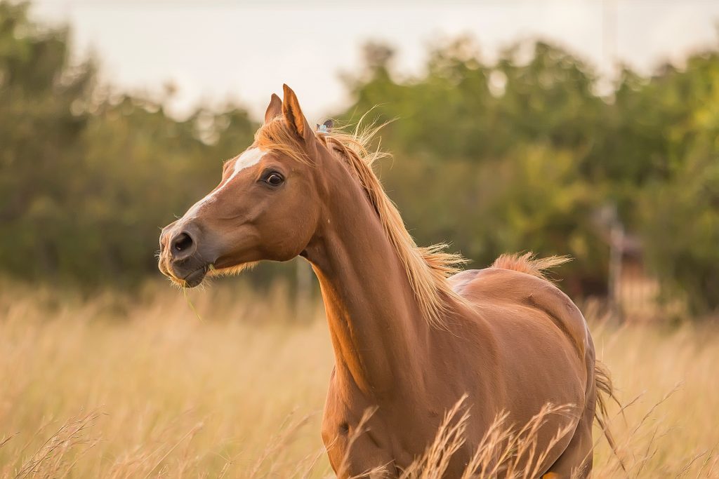 Read more about the article Souhaitez un bon anniversaire à votre cheval adoré !