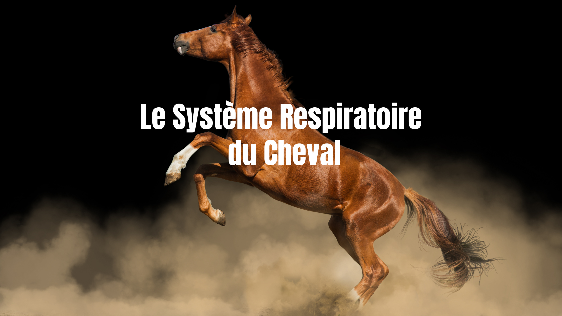 Lire la suite à propos de l’article Le système respiratoire du cheval : emphysème, poumons