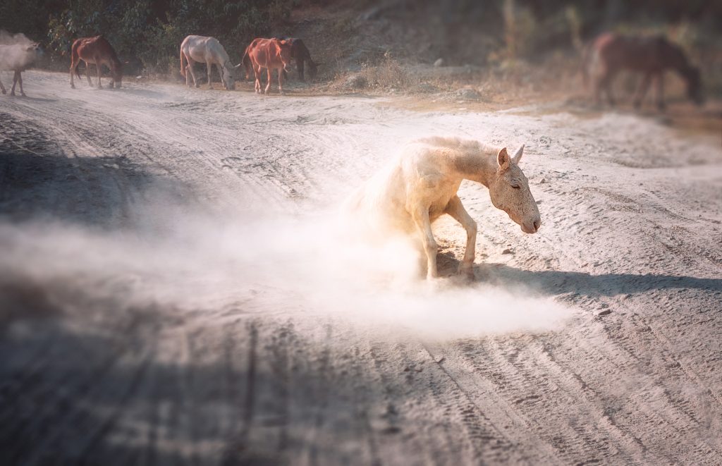 Cheval se roulant dans la poussière.