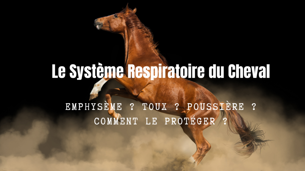Système respiratoire du cheval