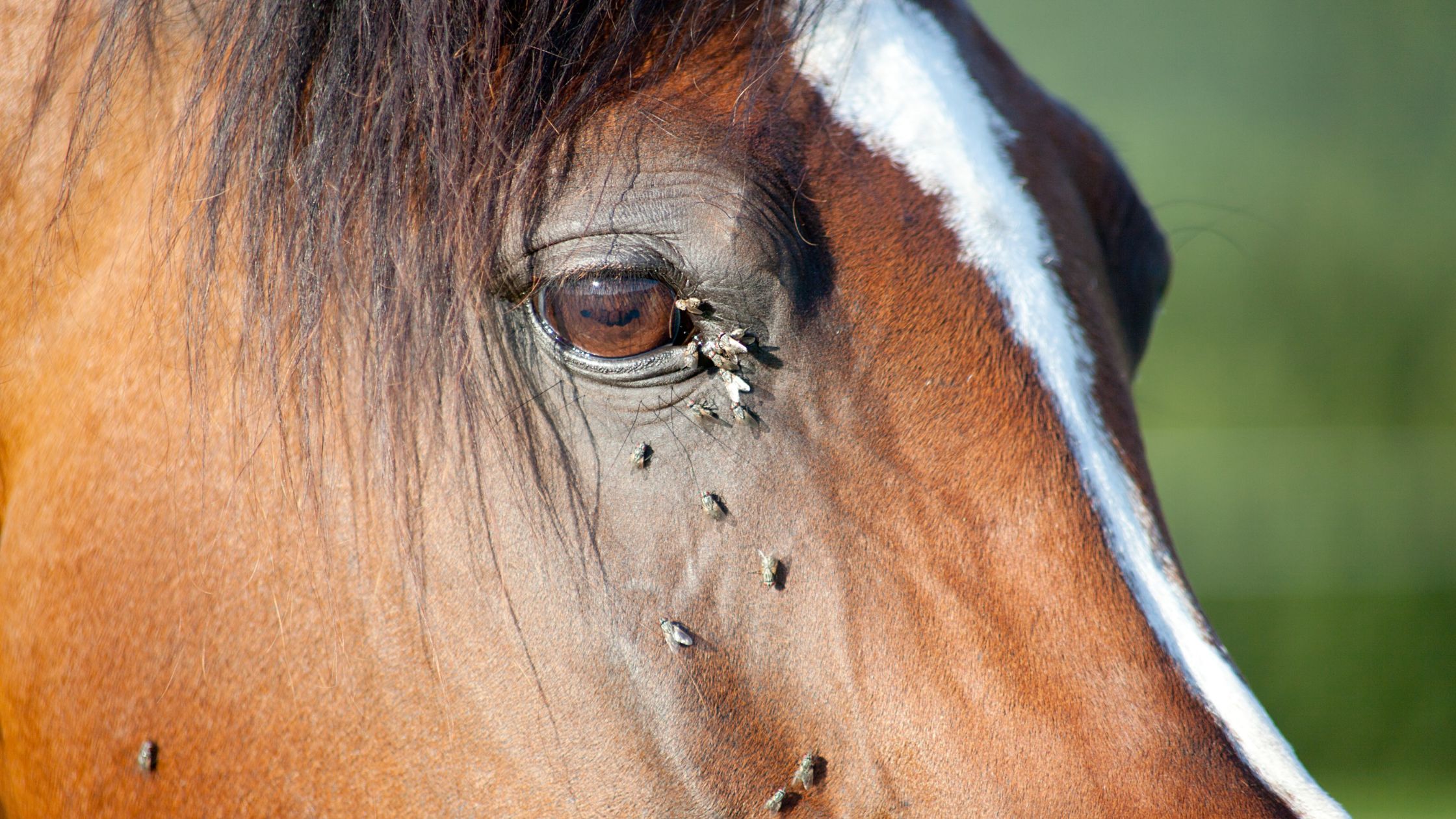 Read more about the article Comment choisir une couverture anti-mouche pour mon cheval ?