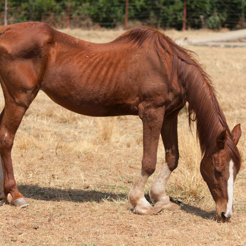 Read more about the article Mon cheval est maigre, que faire ?