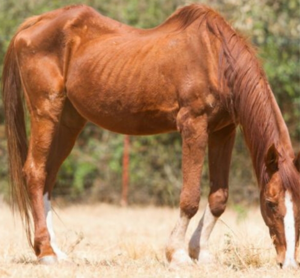 Vermifuger un cheval maigre : une bonne idée ? - Techniques d'élevage