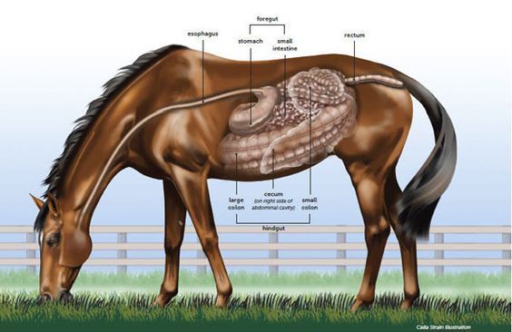 le système digestif du cheval
