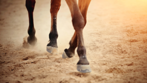 Sabots cheval