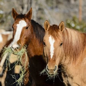 Les rations de foin du cheval - Equestra