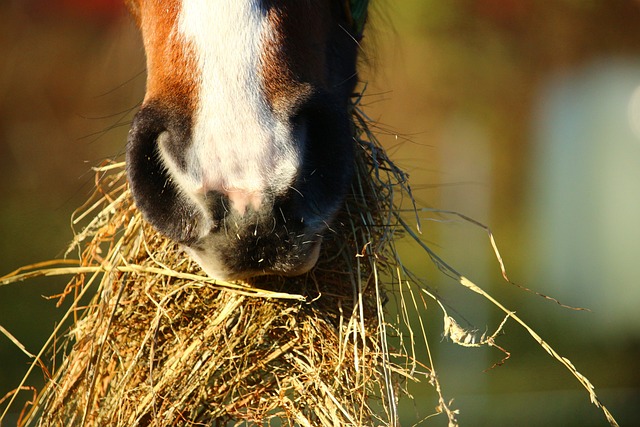 Read more about the article L’alimentation des chevaux : foin et compléments