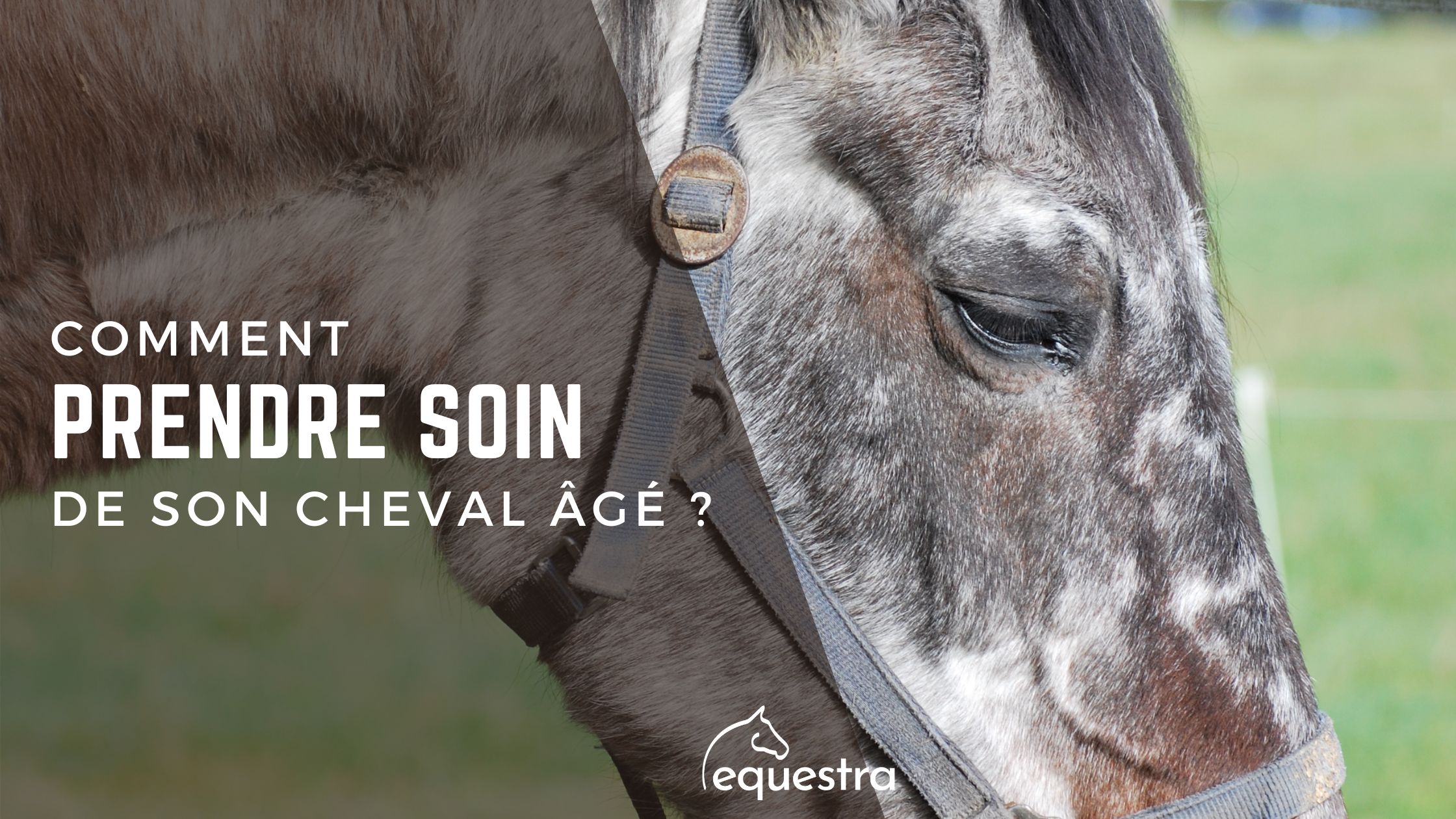 Lire la suite à propos de l’article Comment prendre soin de son cheval âgé ?