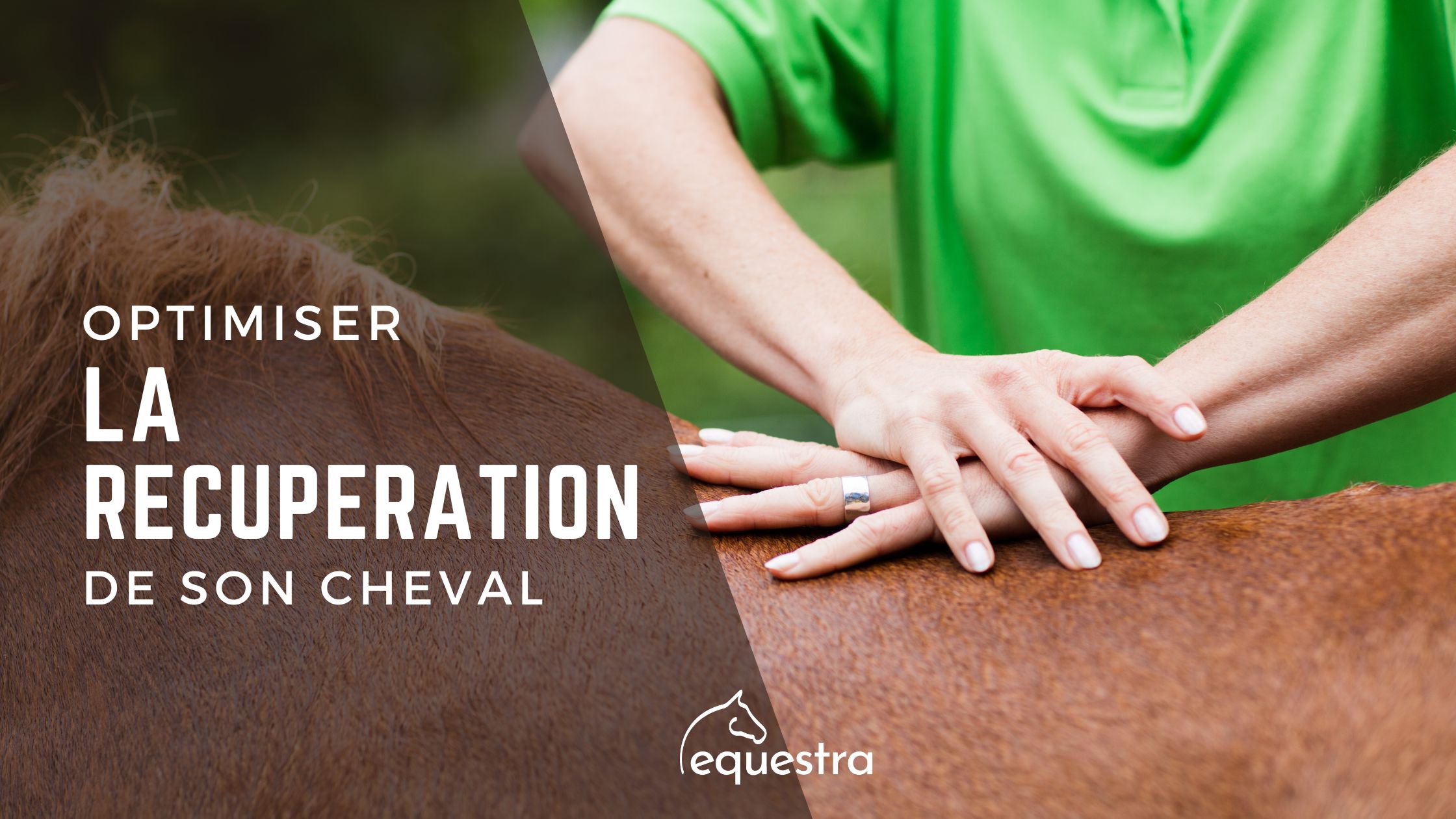 Lire la suite à propos de l’article Comment optimiser la récupération de son cheval ?