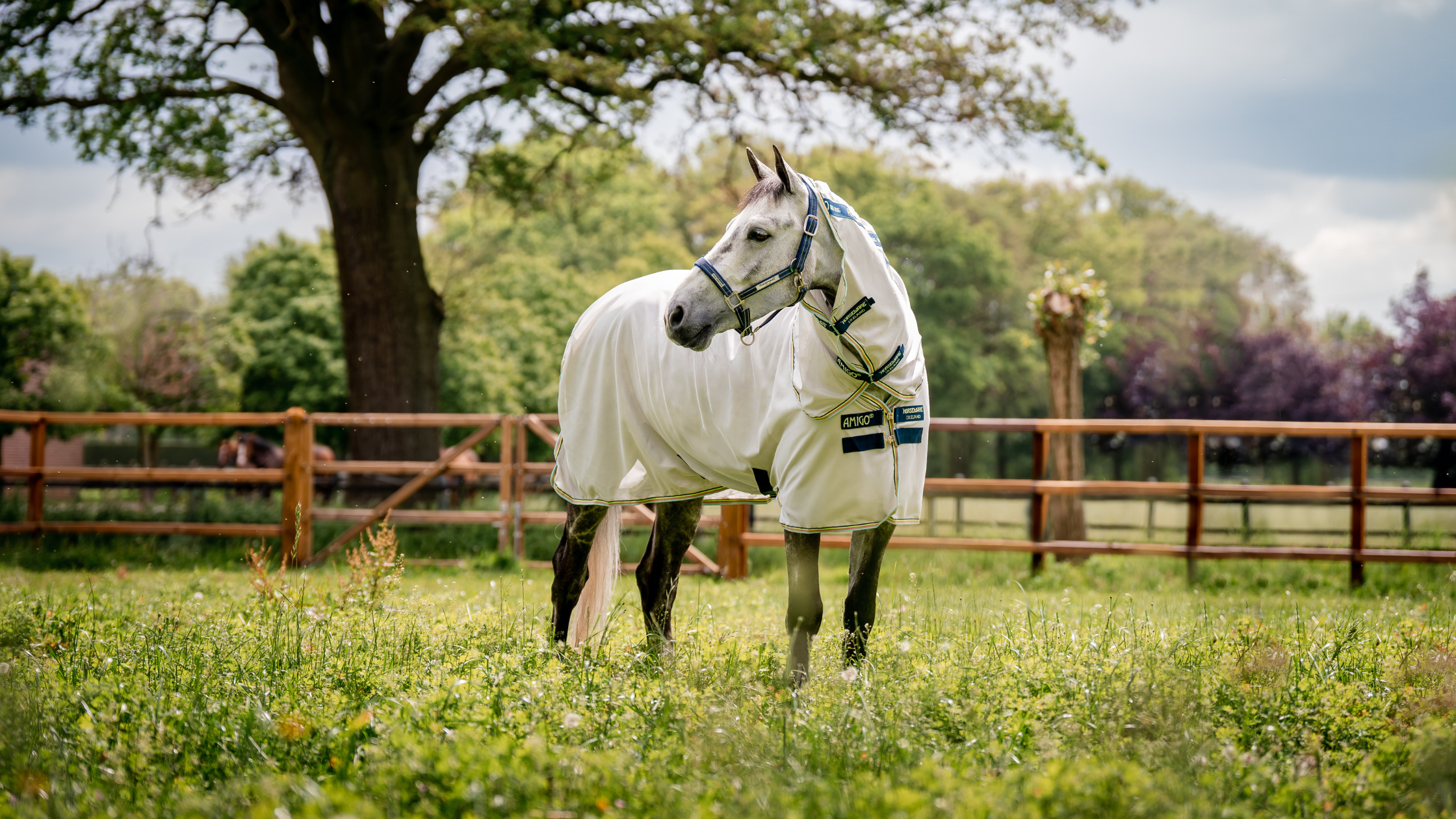 Lire la suite à propos de l’article Comment choisir une couverture anti-mouche pour mon cheval ?