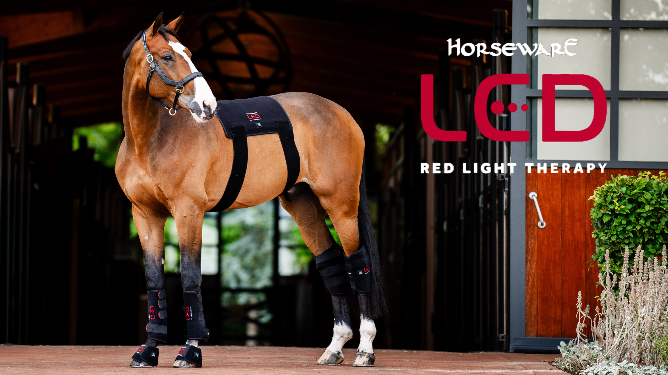 Lire la suite à propos de l’article Pourquoi utiliser la luminothérapie RED Light LED Therapy Horseware pour mon cheval ?