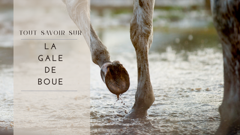 Blog Banner Equestra (8)