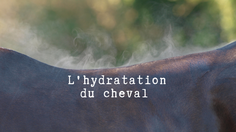 L'hydratation du cheval